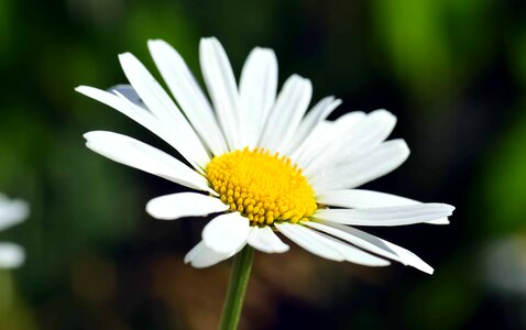 Beautiful Flowers beautiful photo bloom