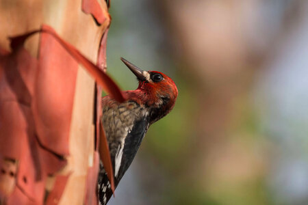 Red-breasted Sapsucker photo