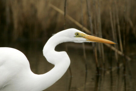 Great Egret-2 photo