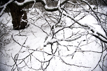 Snow and iced branches