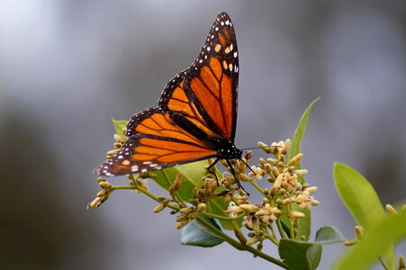 Monarch butterfly feeding on Silkpod flowers photo