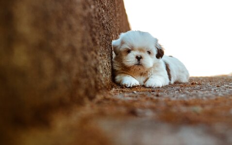 Small Cute Dog photo