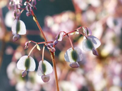 White bell seeds photo