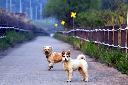 Animal canine dog