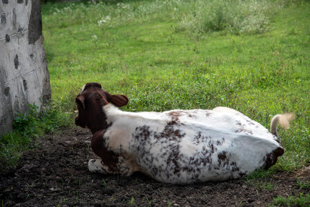 Calf rolling around in the Dirt