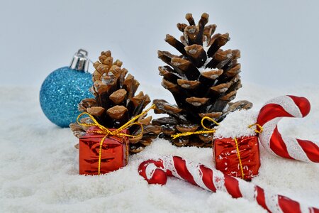 Candy conifers gifts photo