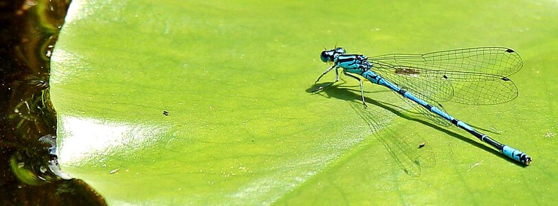 Animal arthropod biology
