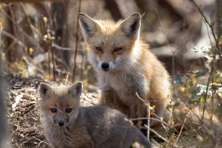 Red fox kits-2 photo
