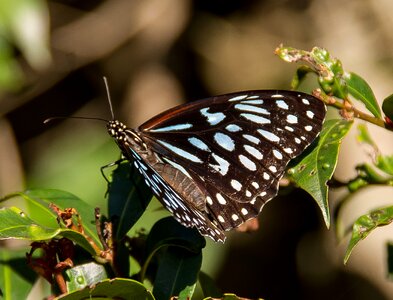 Blue insect wings photo