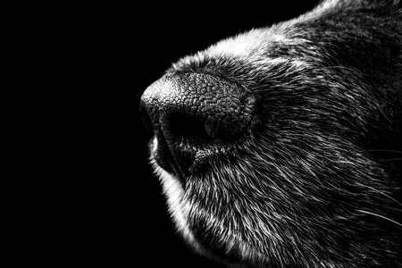 Closeup of Dog Nose photo