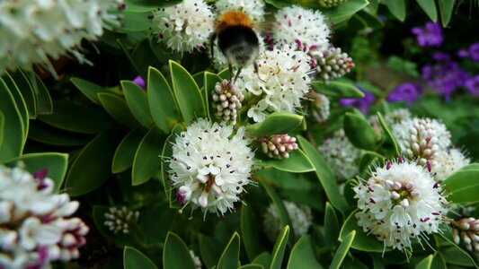 Pollen summer honey photo