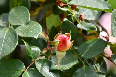 Orange Yellow roses shrub