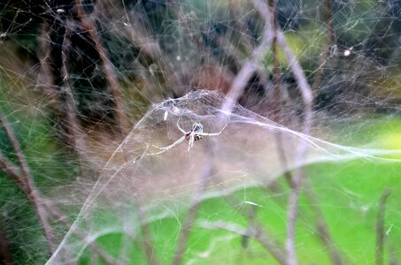 Animal arthropod branch