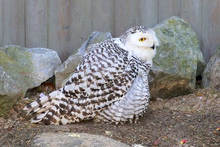 Plumage relaxed attention