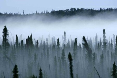 Black forest mist photo