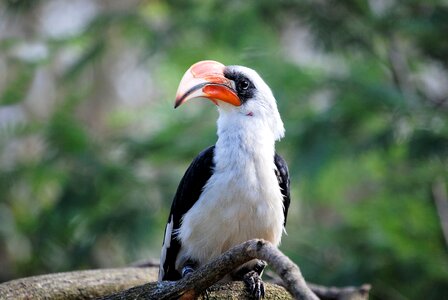 Zoo bill beak photo