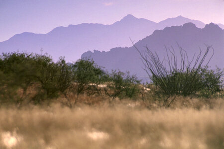 Desert scene-1