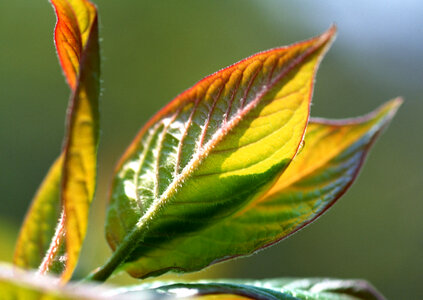 Green leaves photo