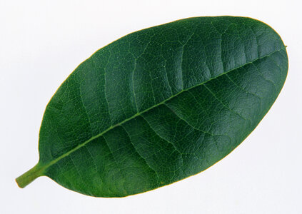 Green leaf ficus photo