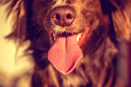 Dog Sticking Tongue Out photo