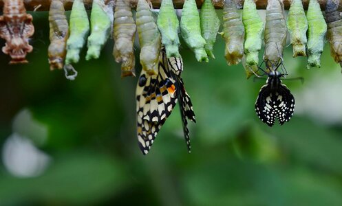 Animal arthropod biology photo