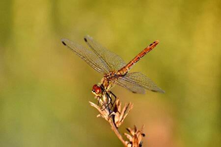 Beautiful Photo details dragonfly photo