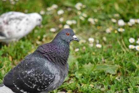 Green Grass pigeon animal photo