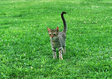cat on grass