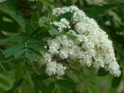 White sorbus aucuparia pyrus aucuparia photo