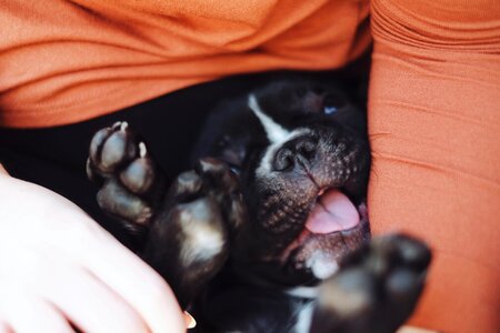 Pet animal cute