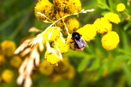 Animal arthropod beautiful flowers