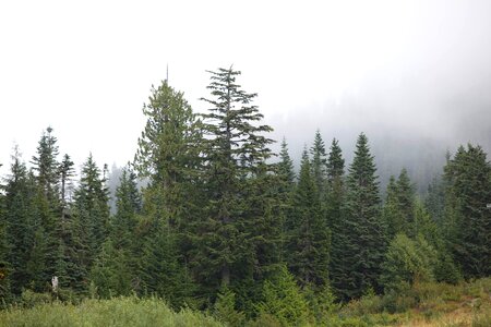 Foggy forest lumber