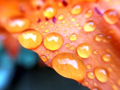 Dew drop leaf photo