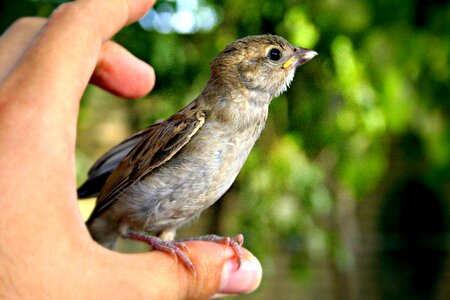 Small Bird on thumb photo