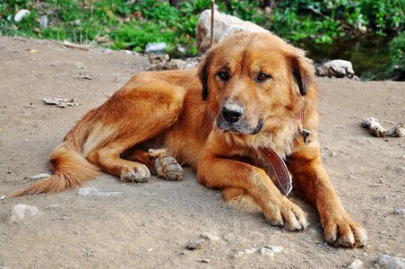 Pup puppy fur photo