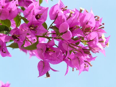 Blossom bloom bougainville photo