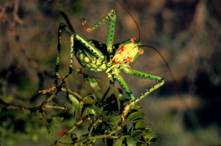 Grasshopper-4