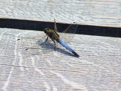 Insect wing blue