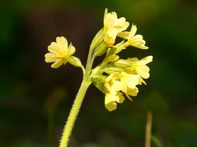 Plant garden yellow photo