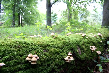 Nature autumn forest