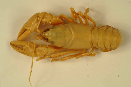 Cambarus c. sciotensis