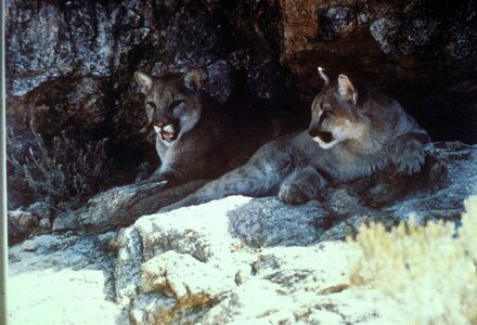 Animal cougar fauna photo