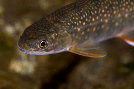 Dolly Varden-1