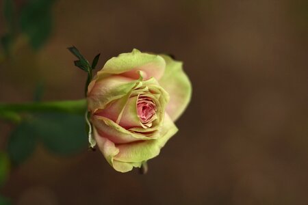 Blossom flower plant photo