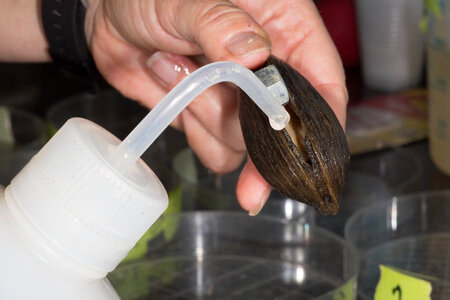 Extracting glochidia from freshwater mussel-1