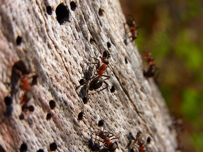 Red wood ant formica rufa forest photo