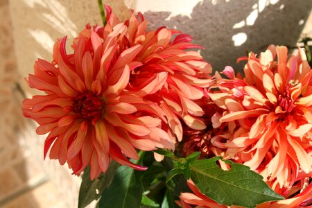 Summer flower dahlia photo