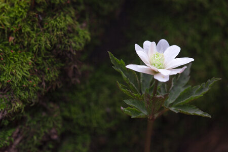 flower photo