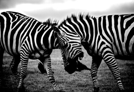 Zebras Clash Free Photo photo