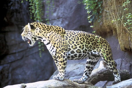 Animal jaguar photo
